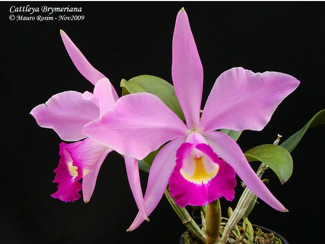 Cattleya eldorado 10182 x C. violacea f. Coerulea .