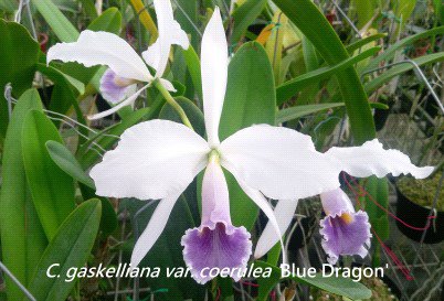 Cattleya gaskeliana coerulea x sib .