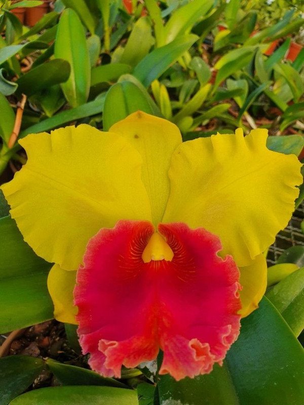 Blc. Rodrigo Suzuki Round