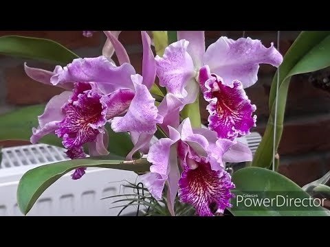Cattleya Vestalis (Cattleya dowiana x Cattleya maxima)
