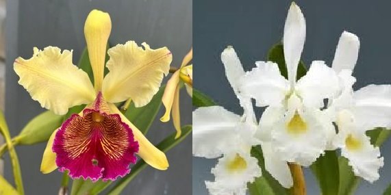 Сattleya x hardyana (C.dowiana aurea x C.warscewiczii  alba)