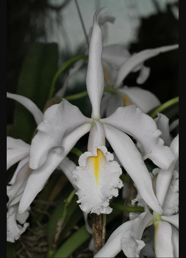 Cattleya maxima albescens