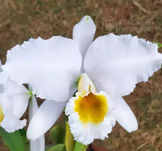 Cattleya  percevaliana Alba Desejo self