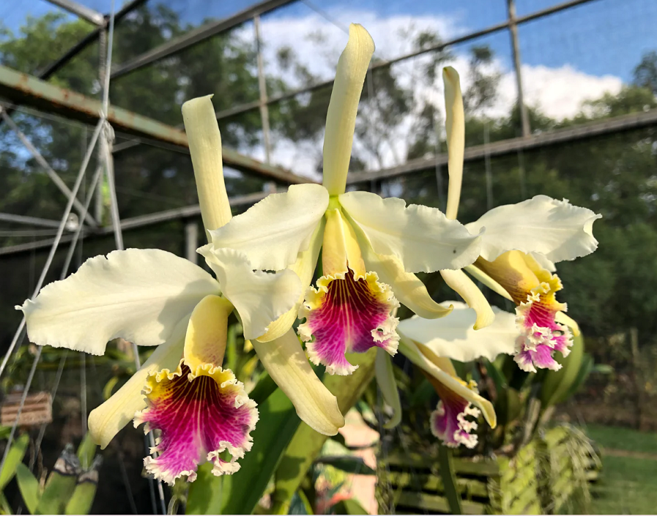 Cattleya rex