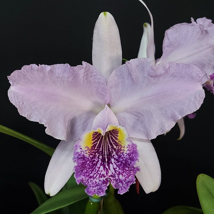 Cattleya lueddemanniana coerulea caracas x coerulea venosa n