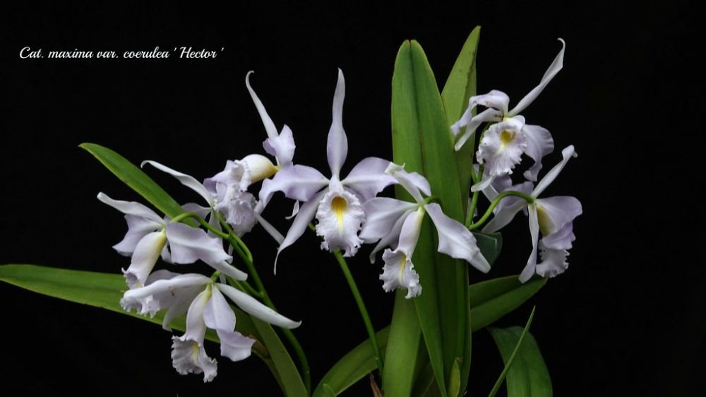 Cattleya maxima x sib