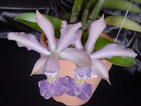 C. Memoria Hiromi Nishii