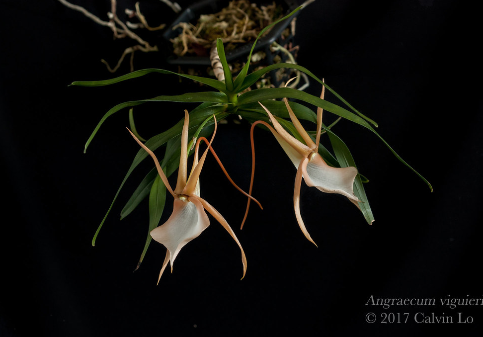 graecum  vigueri