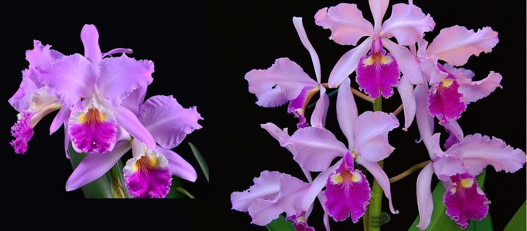 Cattleya  mendellii x warscewizcii