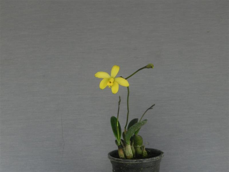 Laelia bradei