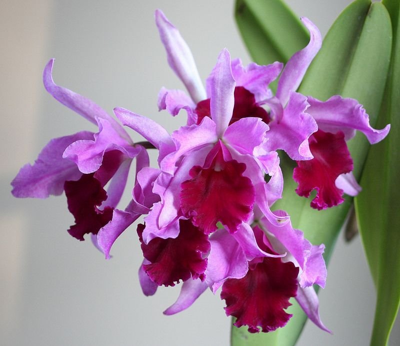 - Cattleya dominiana (Laelia purpurata x C. dowiana )
