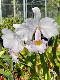 Cattleya trianaei f. Albescens .