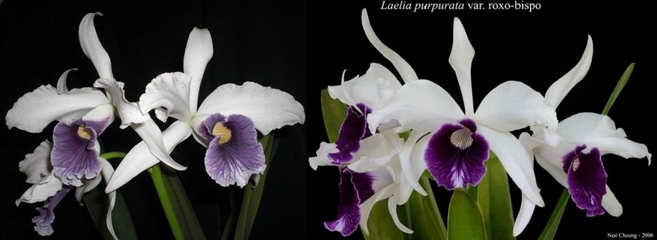 Laelia purpurata ( roxo violeta x werkauserii )