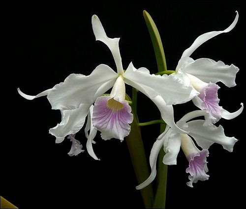 Laelia purpurata var. Canhanduba