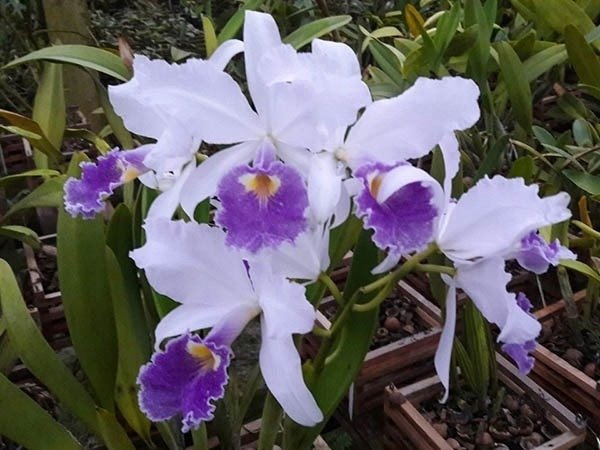 Cattleya warscewiczii coerulea x sib