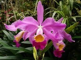 Cattleya (jemannii s/alba x eldorado )