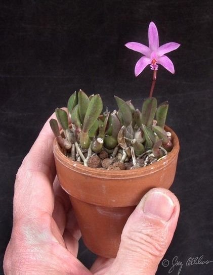 Laelia liliputana