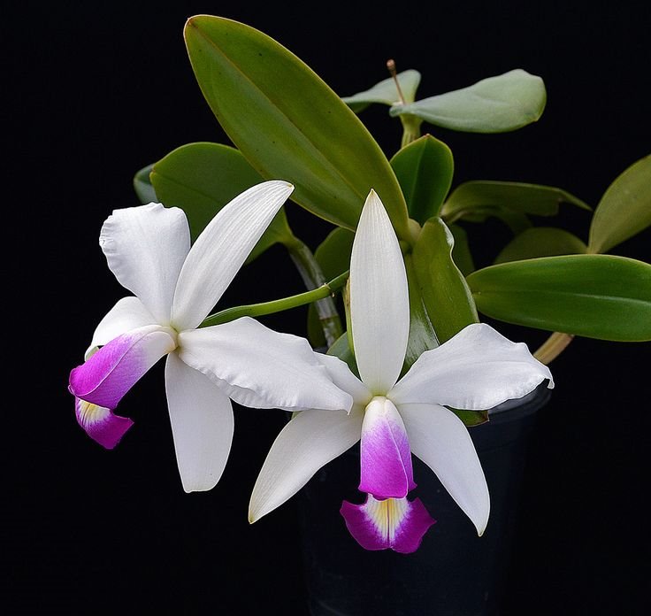 Cattleya  violacea var. semi-alba