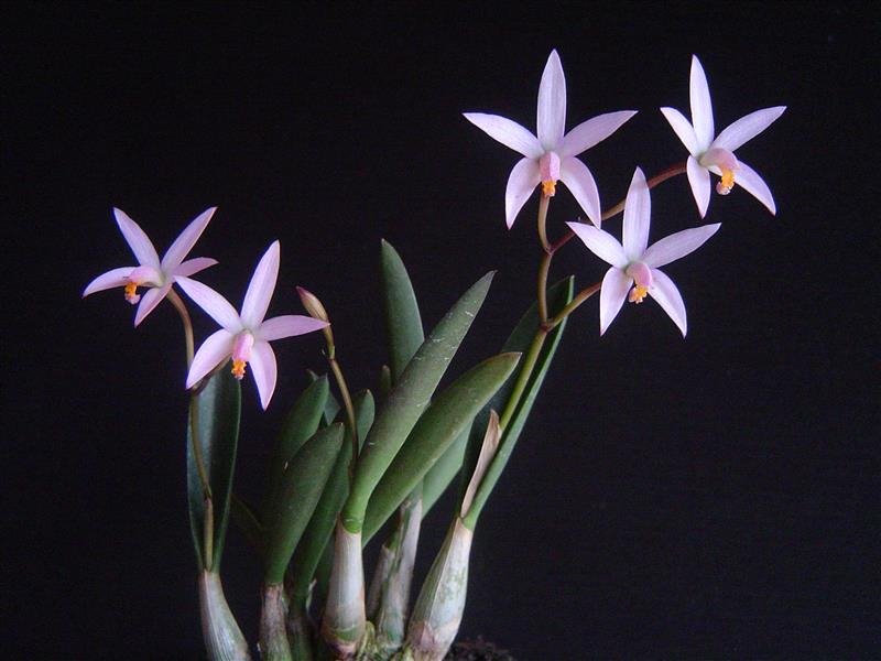 Laelia reginae