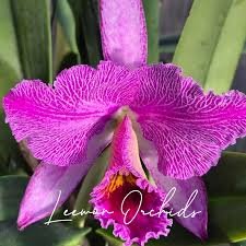 Cattleya percivaliana fma marmolada x sib