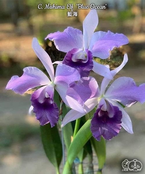 Cattleya Mishima Elf Blue Ocean (C. G. Roebling x walkeriana)