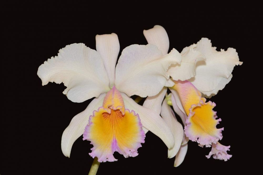 Cattleya Maggie Raphael ( C dowiana x C trianae semialba)посев