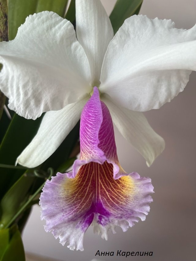 Cattleya Maggie Raphael  (dowiana x trianae  tipo)