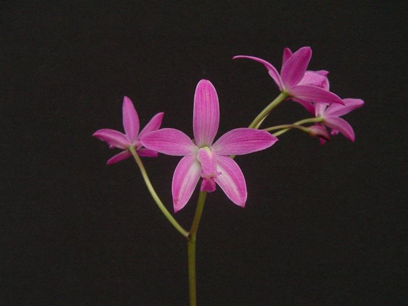 Laelia ghillanyi