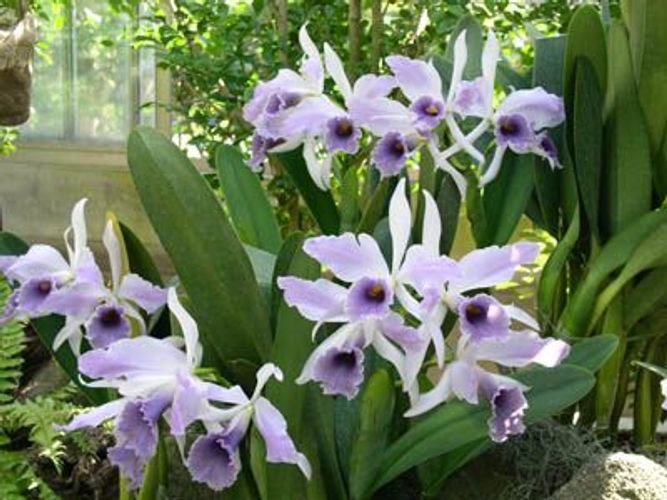 LC CG Roebling ´Beach View´ (Cgaskelliana x Laelia purpurata) coerulea