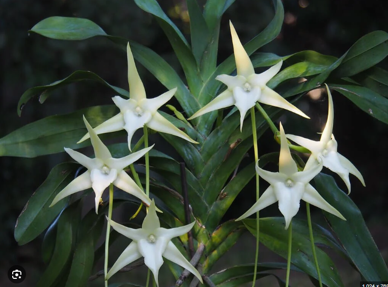 Angraecum sesquipedale