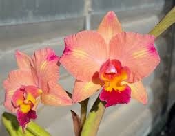 Pot. Martha’s Sunburst (Slc. Tokyo Life 'SVO’ HCC/AOS x Pot. Martha Clarke 'Bali Flare' HCC/AOS)