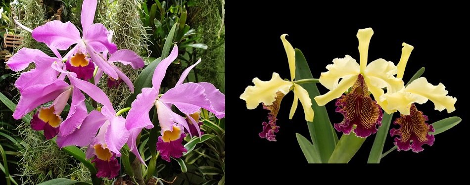 Cattleya Lady Ingram (C eldorado x C dowiana aurea)