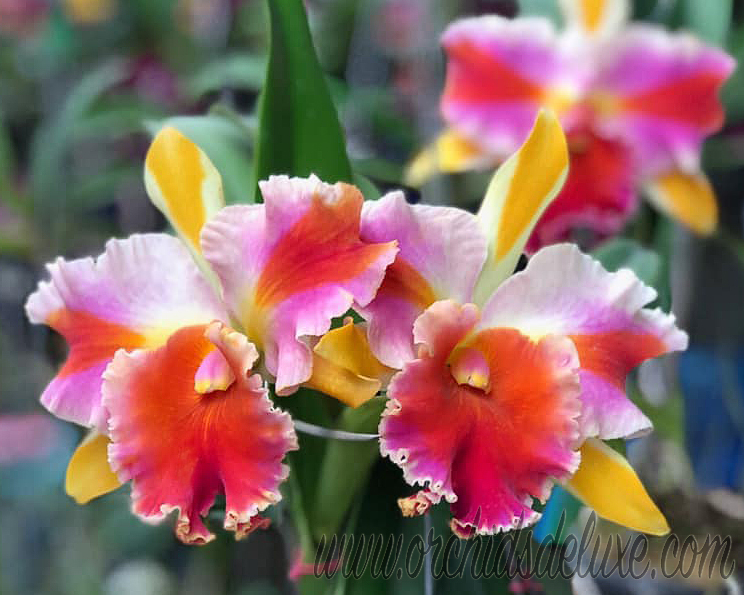 Rlc. Amazing Thailand 'Rainbow'