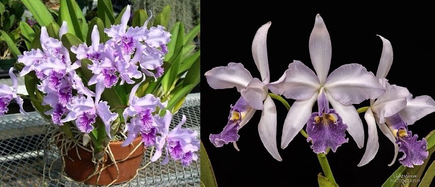 Cattleya (Laelia lobata coerulea x C warscewiczii coerulea 'Blau')посев