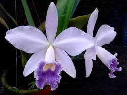 Laeliocattleya cornelia caerule