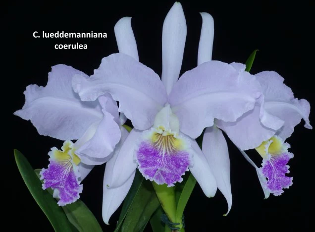 Cattleya Luedemaniana fma coerulea x sib