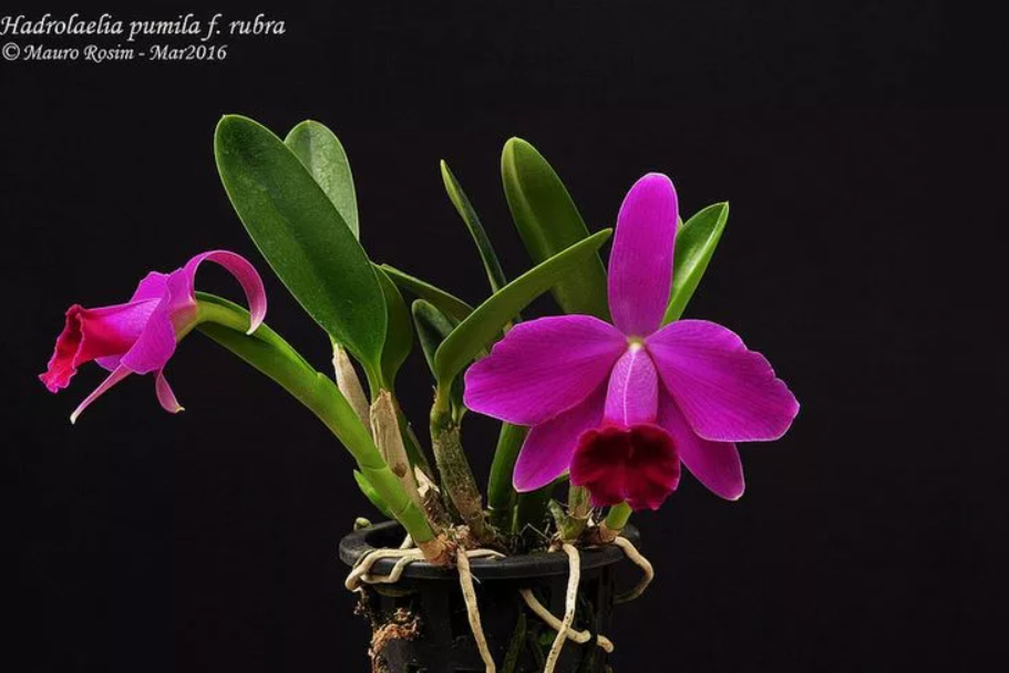 Hadrolaelia (Laelia) Pumila Rubra