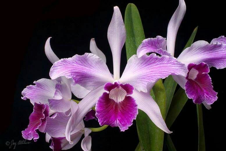 Laelia purpurata var. Striata