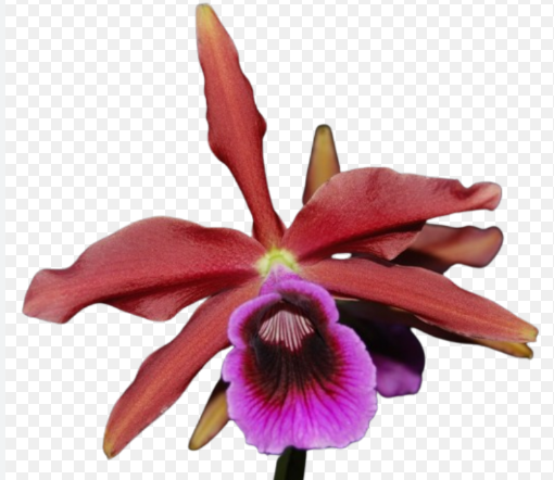Laelia  crispa