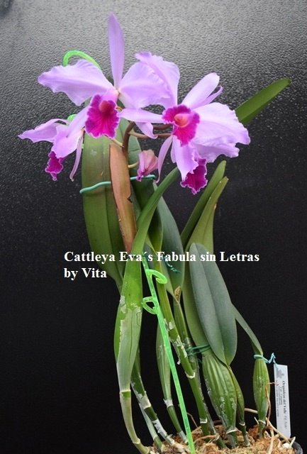 Cattleya Eva´s Fabula sin Letras (purpurata Werkhauserii x jenmanii coerulea)