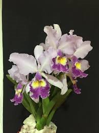 Cattleya warneri coerulea x sib