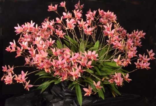 Laelia Santa Barbara SUNSET