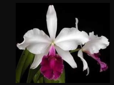 Cattleya Gigas S/A / Tamanho