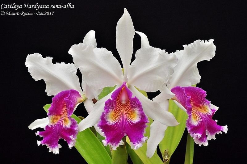 Cattleya X Hardyana (dowiana x warcsewiczii Alba)