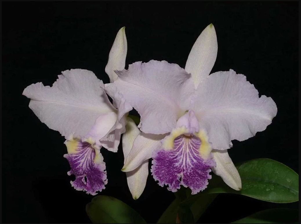Cattleya  Luedemaniana Coerulia