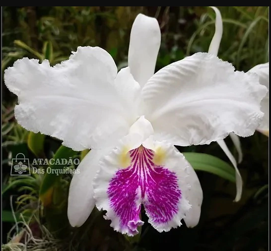 Cattleya  Luedemaniana S/A Self