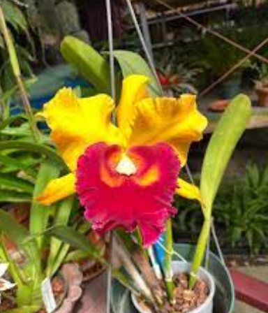 Rlc. Chunyeah 'Good Life No. 1' GM/DOG (Tassie Barbero x Kuan Miao Chen).