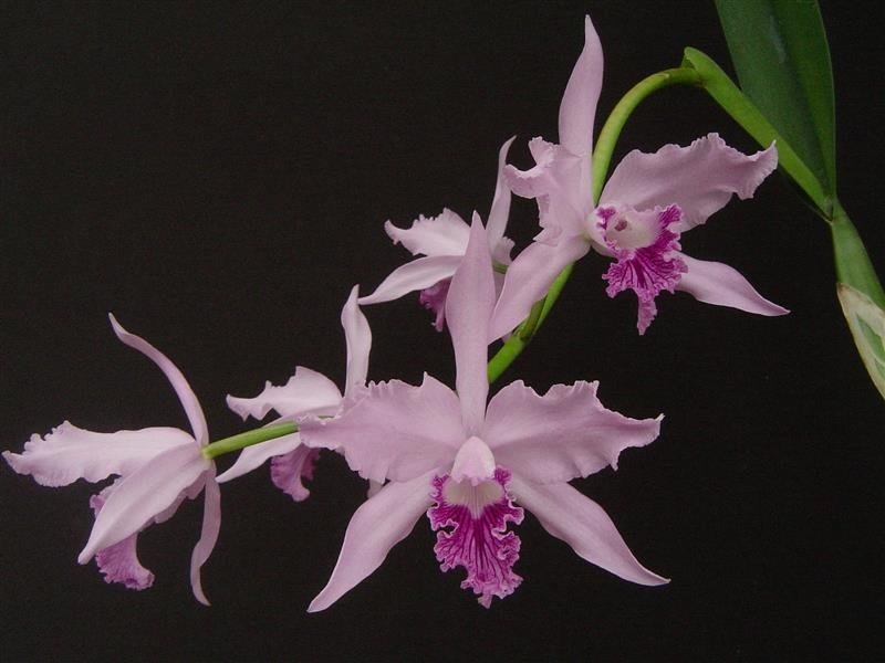 Cattleya labiata var. caerulescens  .