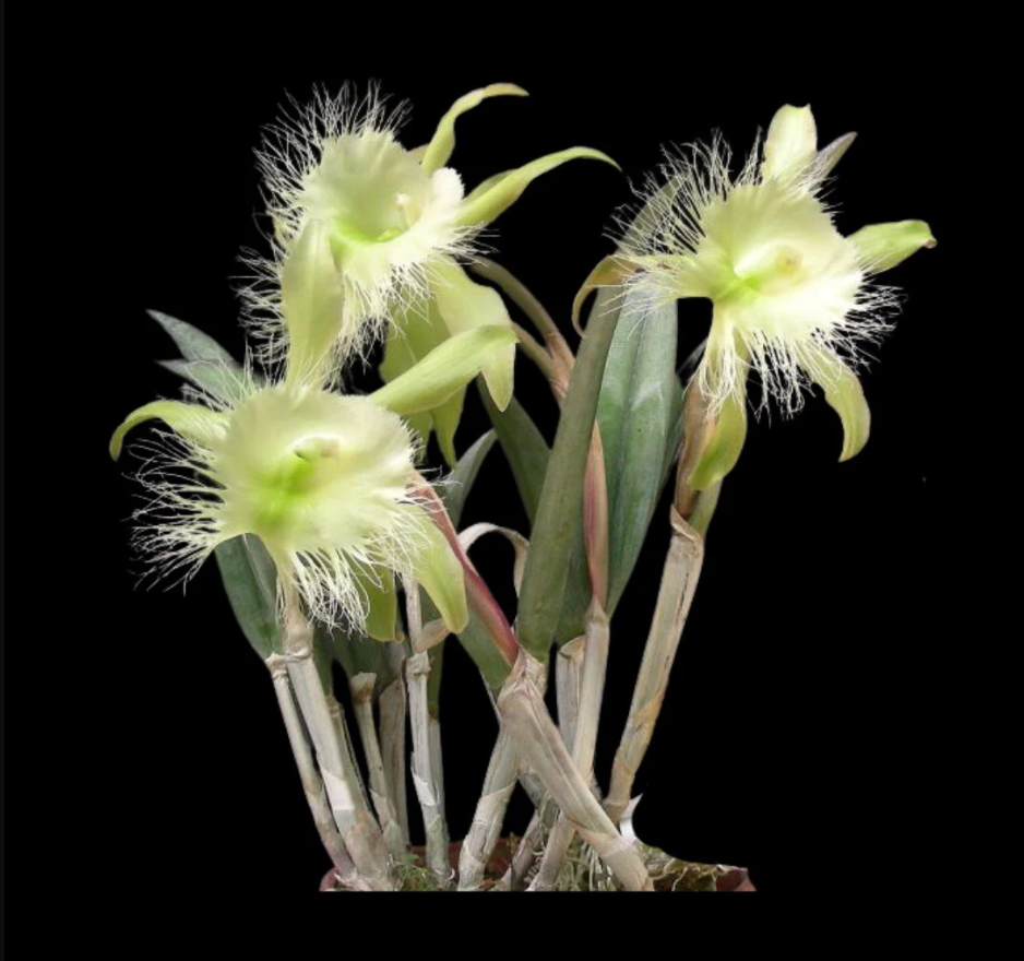 Rhyncattleanthe digbyana