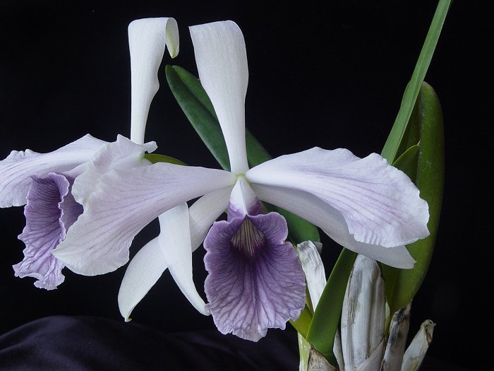 Laelia purpurata ( werkauserii x roxo violeta )S7143